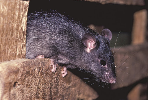 Rodent Pest Control Services