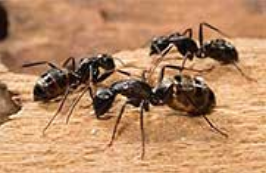 Ants Pest Control Services