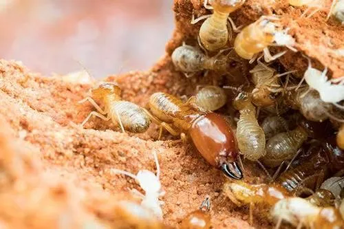 Termite Pest Control Services